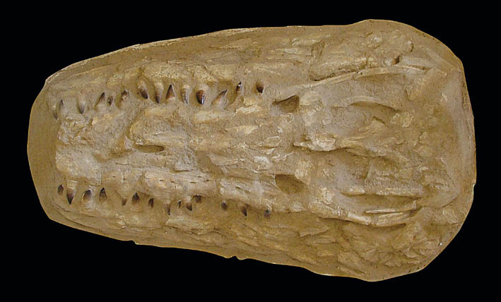 Cranio del Mosasaurus "Giuseppe"
